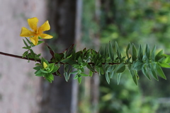 Hypericum mysurense